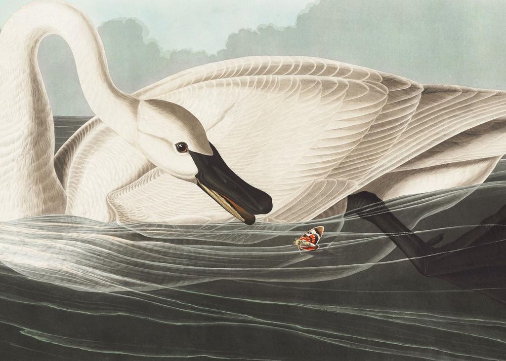 Plakat 70x50cm Trompeterschwan, J.J.Audubon Vintage für das Wohnzimmer