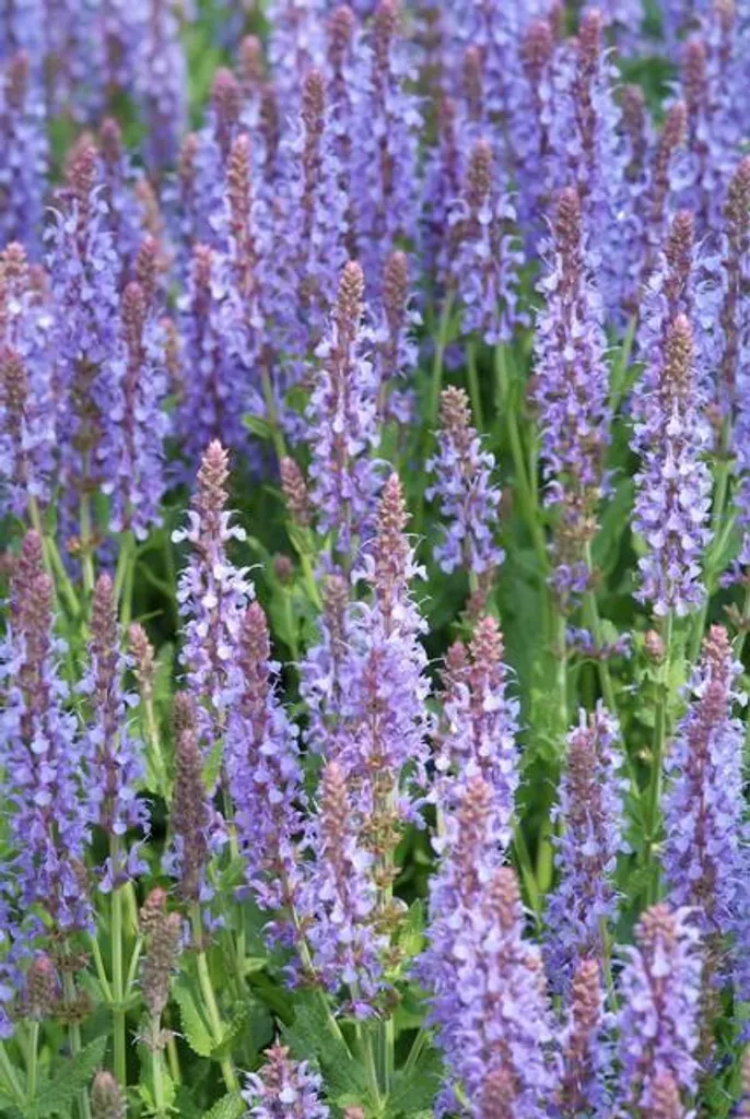 Salvia nemorosa Caradonna - Lot de 12 Sauges Violettes en Pot de 9cm