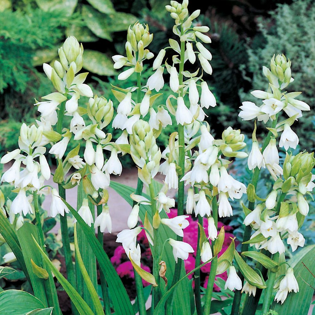Galtonia Candicans Galtonia White 1 ks Cibuľky kvetín Obrázok produktu 