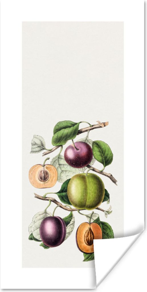 MuchoWow Poster Obst - Lebensmittel - Zweige 40x80 cm - Dekoration
