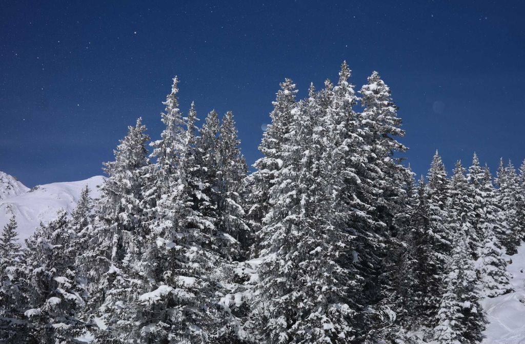 hansepuzzle 37310 - Tannenwald Puzzle, 500 Teile, Natur, 46,0 x 30,0cm mit hochwertiger Aufbewahrung, Kartonbox und wiederverschließbarem Beutel