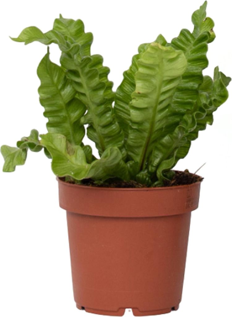 Fougère nid d'oiseau - Asplenium nidus 'Crispy Wave' - Image du produit 