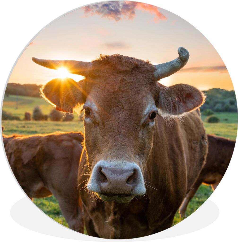 MuchoWow Rundes Wandbild - Runde Bilder Kühe - Sonne - Wiese - Landleben Ø 30 cm Kreis Wanddekoration Kunststoff - Wandkreis - Wandschmuck - Sc...