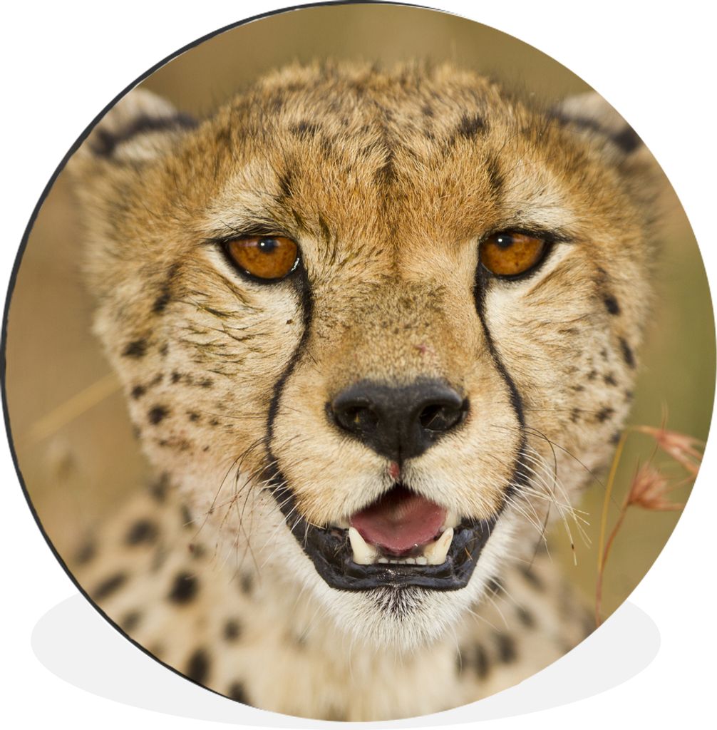 MuchoWow Aluminium Wandkreis Leopard - Kopf - Pflanzen Ø 90 cm Wanddeko Modern Wohnzimmer - Mauerkreis - Wandbilder - Runde Bild - Bild aus Alum...