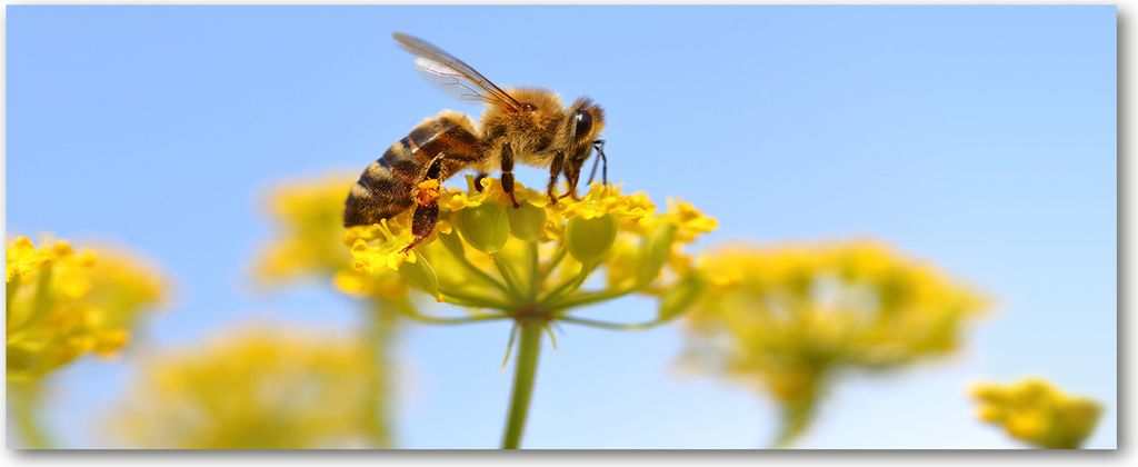Tulup Glas-Bild Wandbild aus Glas - 125x50 - Wandkunst - Wandbild hinter gehärtetem Sicherheitsglas - Dekorative Wand für Küche & Wohnzimmer ...