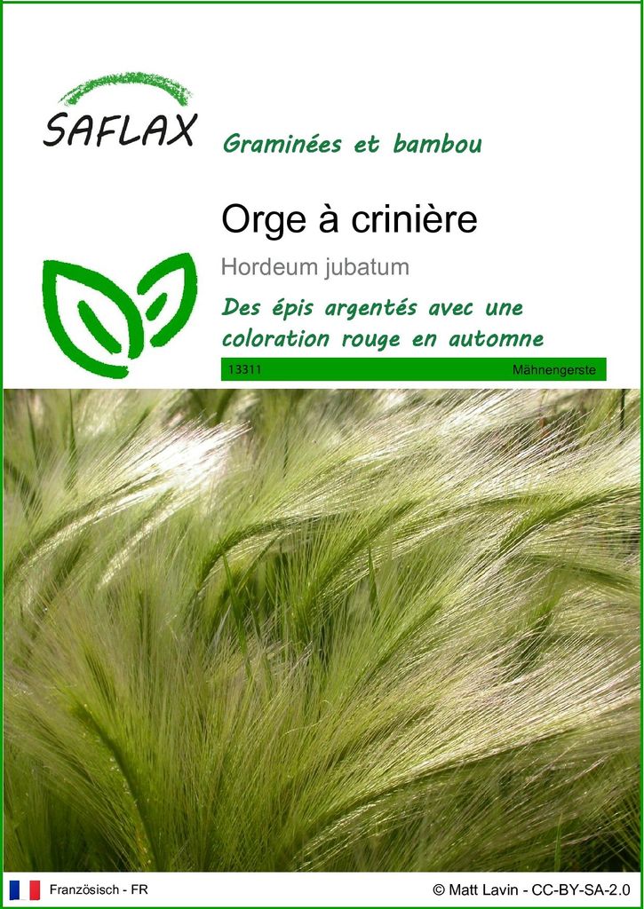 SAFLAX  - Orge à crinière - 70 graines - Hordeum Image du produit 