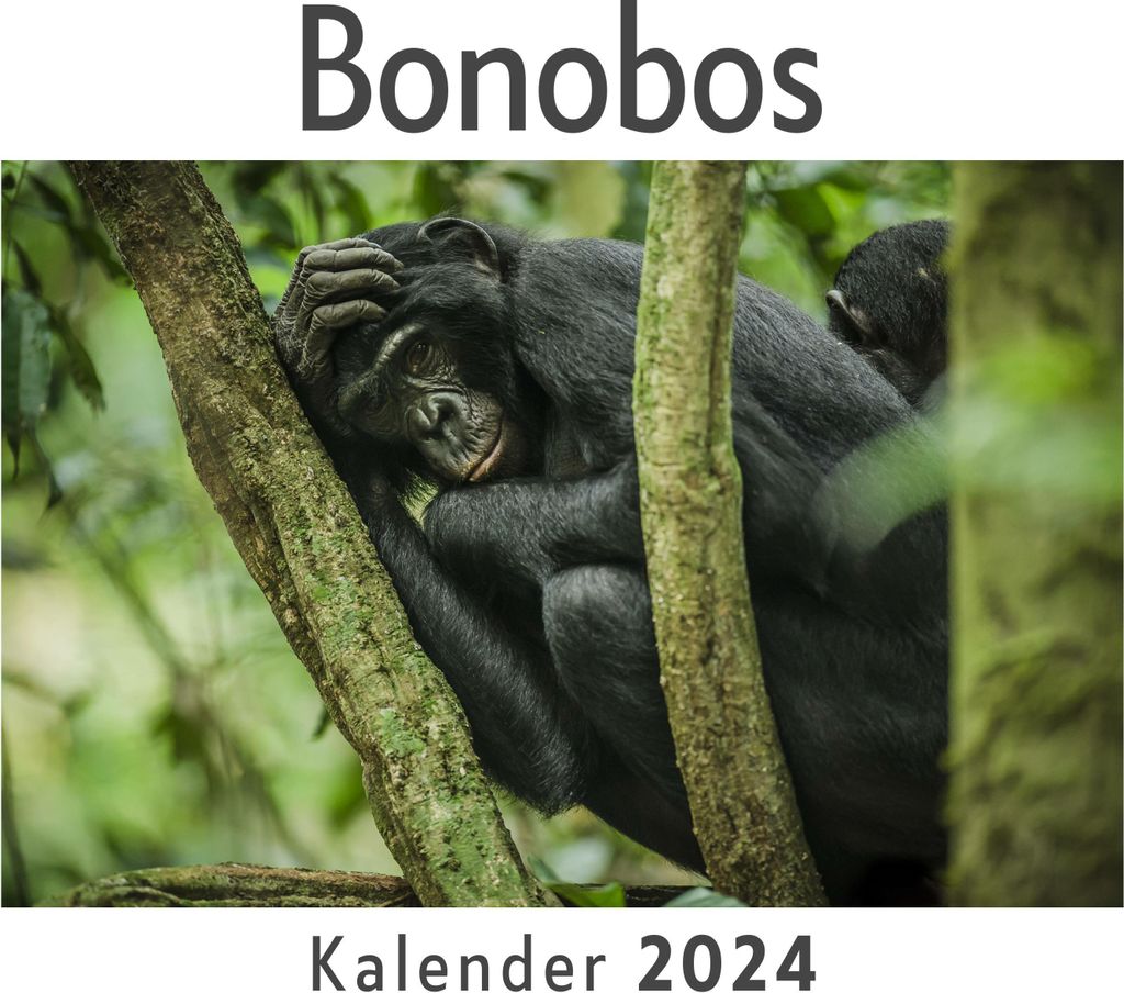 Bonobos (Wandkalender 2024, Kalender DIN A4 quer, Monatskalender im Querformat mit Kalendarium, Das perfekte Geschenk)