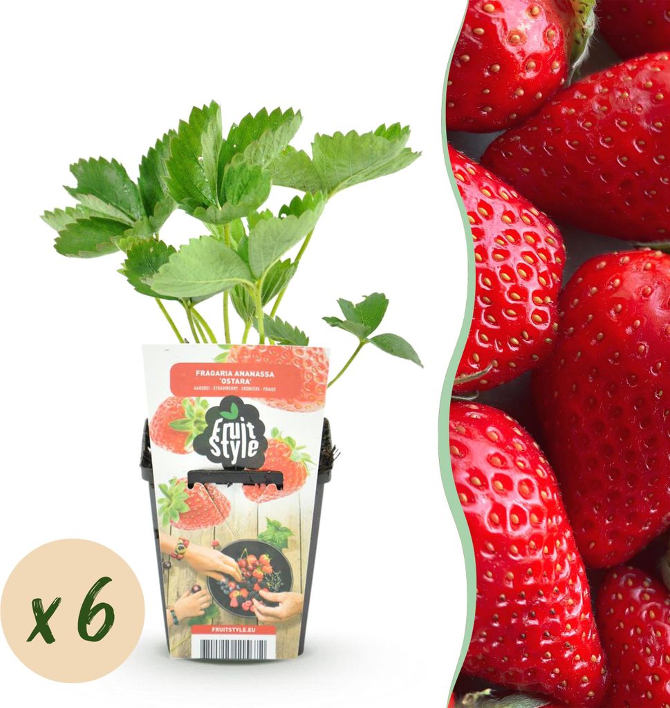 GreenboutiQ - Obstpflanzen - Erdbeere - Fragaria Elsanta - Winterhart - 6 Pflanzen - Topf 9 cm - Rote Erdbeere