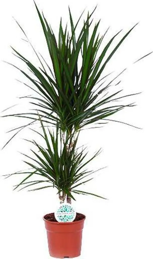 Dracaena marginata 75 cm, plante d'appartement robuste et durable
