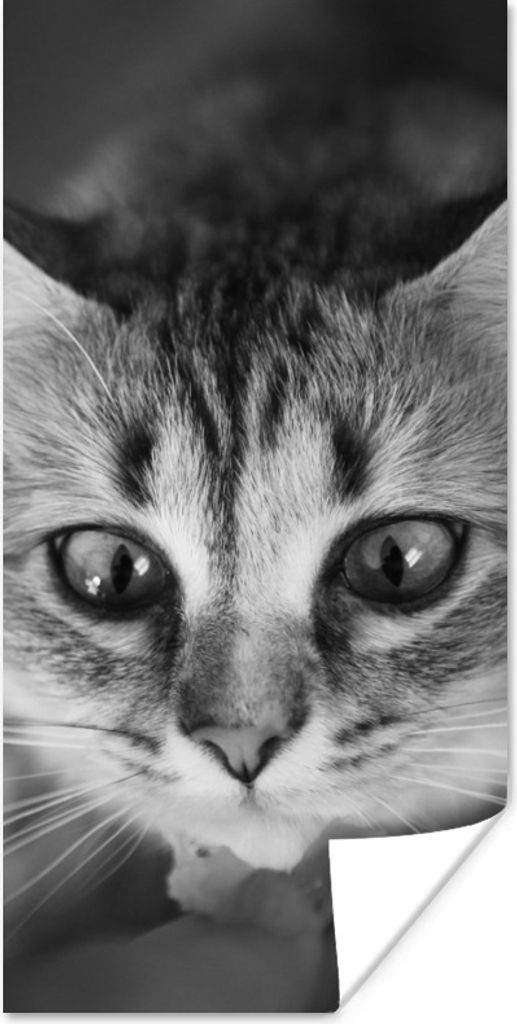 MuchoWow Poster Tierprofil riechende Katze in schwarz und weiß 40x80 cm - Dekoration