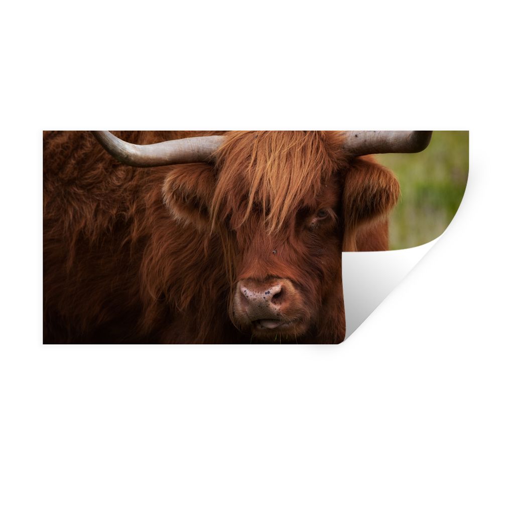 MuchoWow Wandtattoo Wandsticker Wandaufkleber Schottischer Highlander - Orange - Tiere 40x20 cm Selbstklebend und Repositionierbar - Aufkleber