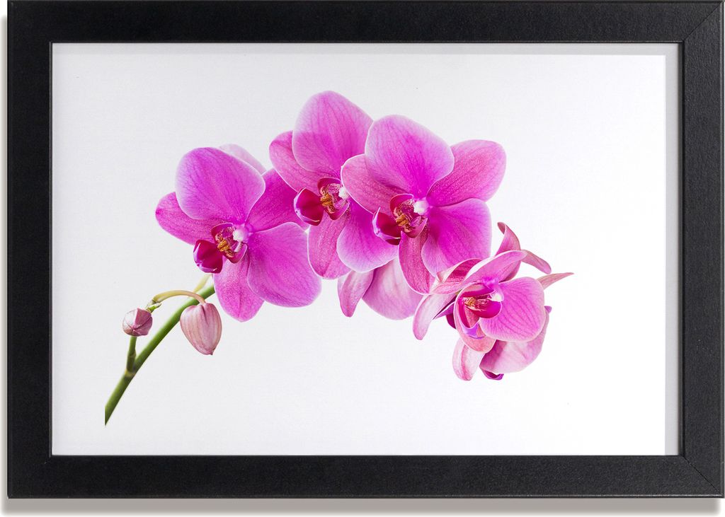 Bild 30x20 MDF-Rahmen, Wandkunst rosa Orchidee