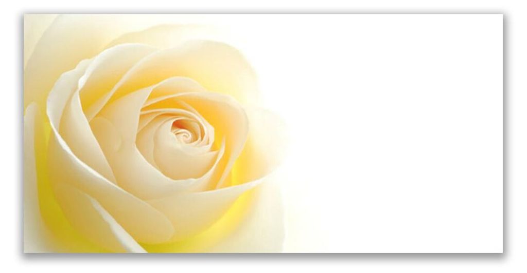 Glasbilder 120x60 Wandbild Druck auf Glas Rose Pflanzen