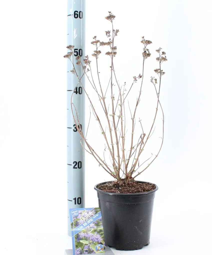 Caryoptéris Blue Empire : Arbuste à fleurs bleues en pot de 30-40 cm