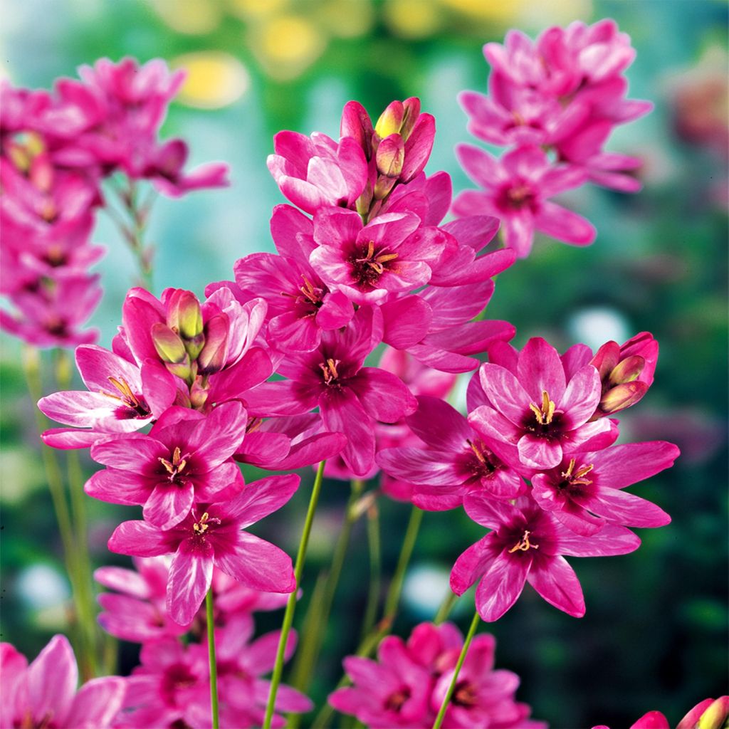 Ixia Cibuľky Kvety Zvonček Kukurica Lily Mabel 10 ks. Obrázok produktu 