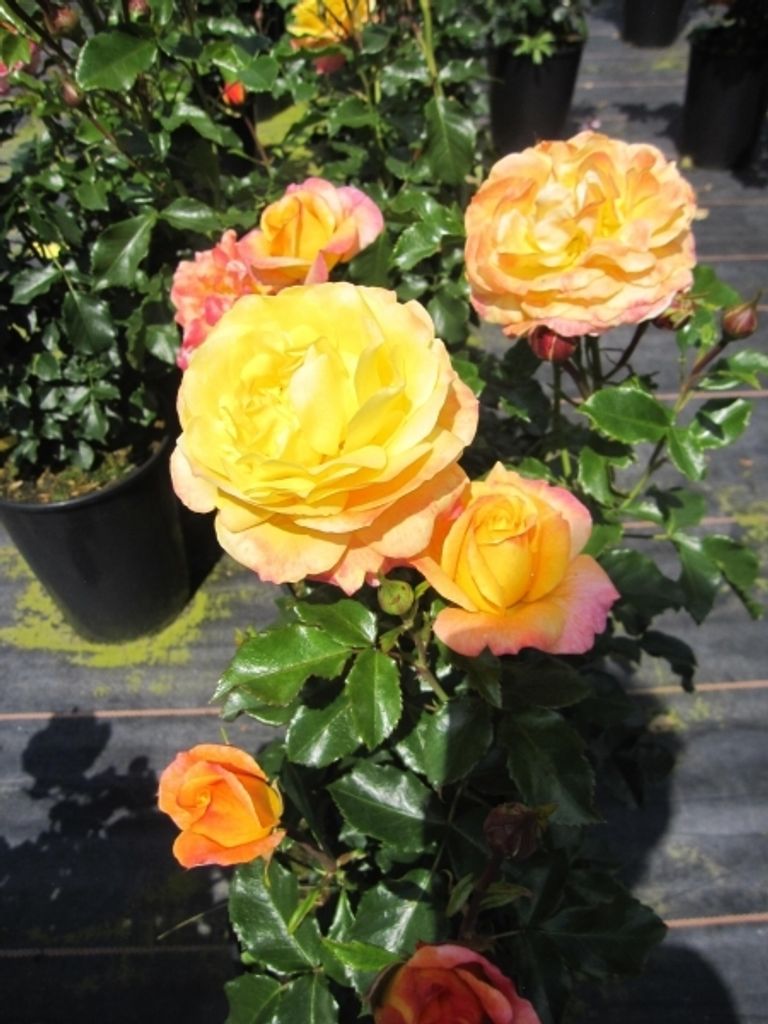 Rosa Rose der Hoffnung - Beetrose Rose der Hoffnung - Fantasia-Rose - Kordes Rose