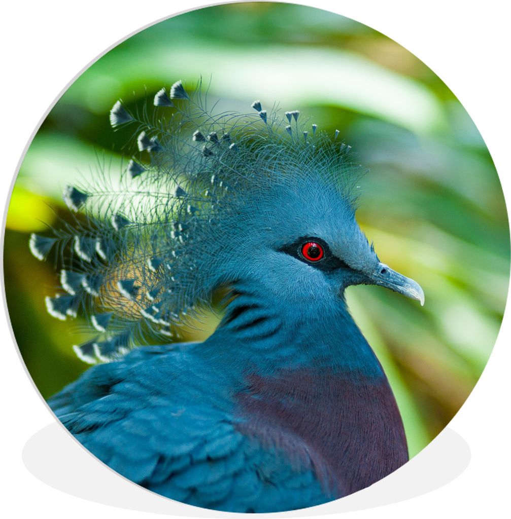 MuchoWow Rundes Wandbild - Runde Bilder Tierporträt des Kopfes einer Fächertaube Ø 90 cm Kreis Wanddekoration Kunststoff - Wandkreis - Wandsch...