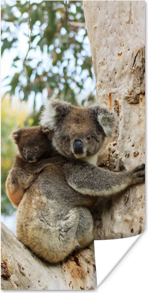 MuchoWow Poster Koalas - Kind - Baum - Jungen - Mädchen 40x80 cm - Dekoration