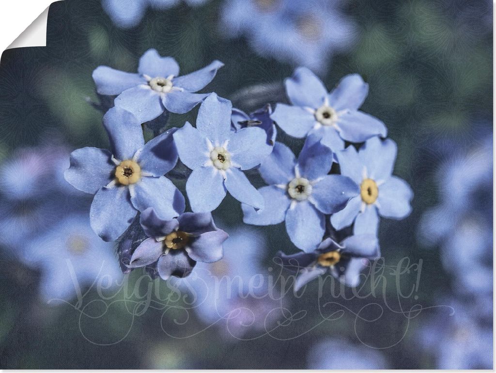 ARTland Poster Vergiss mein nicht I Größe: 40x30 cm