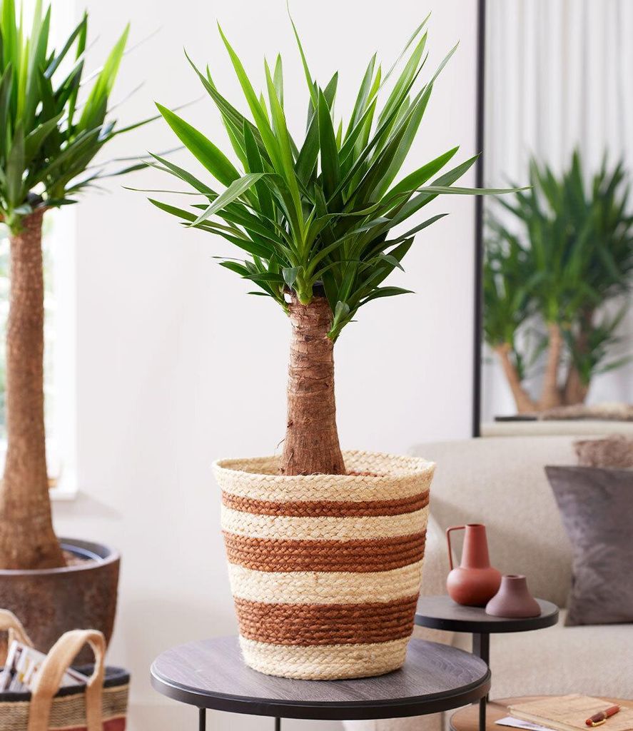 BALDUR Garten 1x Yucca Palme 'Maya' Pflanze im 14 cm-Topf, ca. 60 cm hoch, markante Yucca-Blattspitzen, dekorativer Blickfang für Wohnräume, robu...