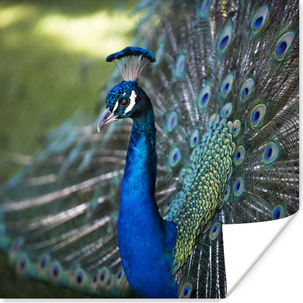 MuchoWow Poster Pfau - Vögel - Blau 75x75 cm - Wand Dekoration