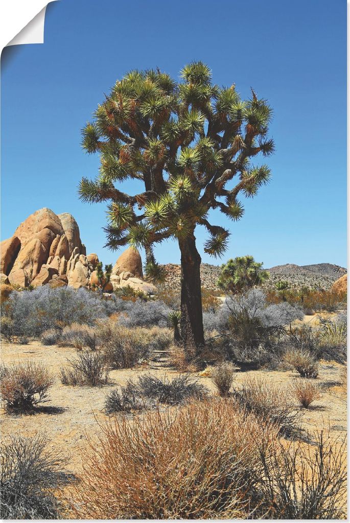 ARTland Poster Joshua Tree in der Mojave Wüste III Größe: 40x60 cm