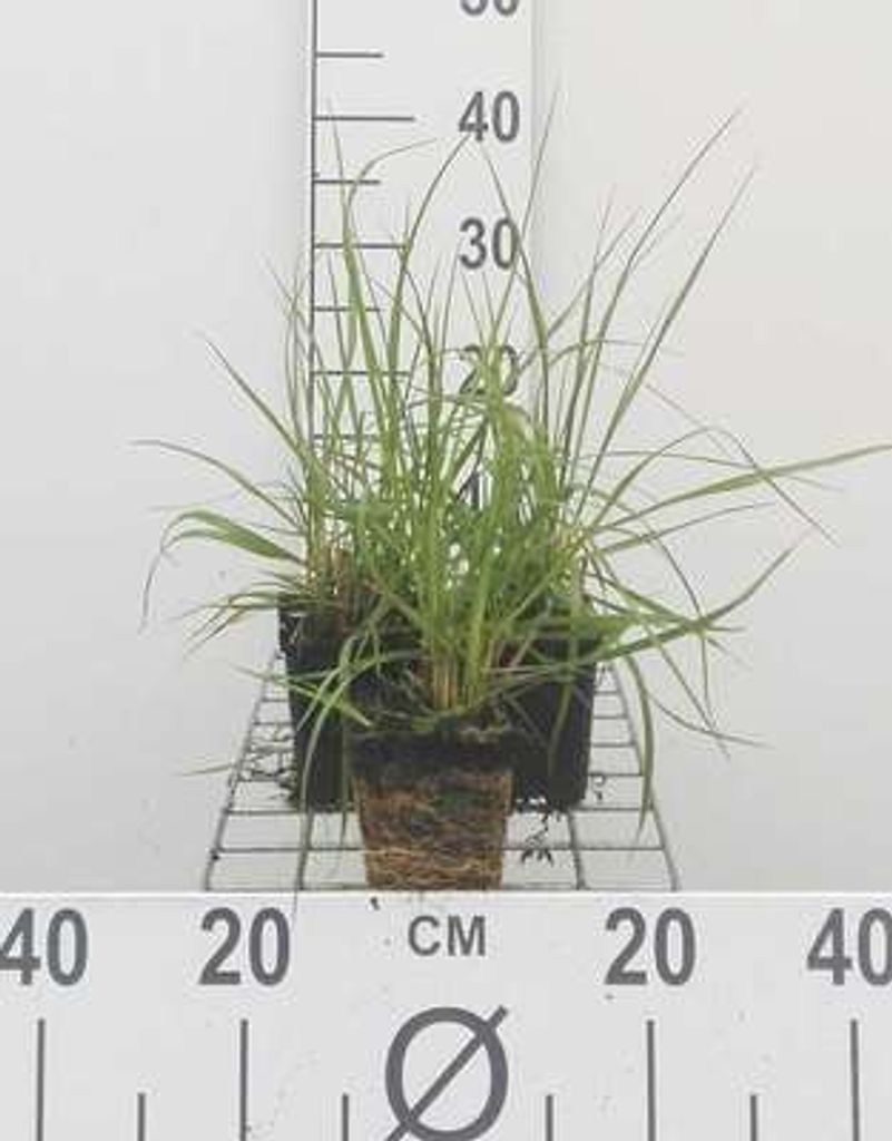 6 x Pennisetum alopecuroides (compressum) - Lampenputzergras - Topf 9 x 9 cm