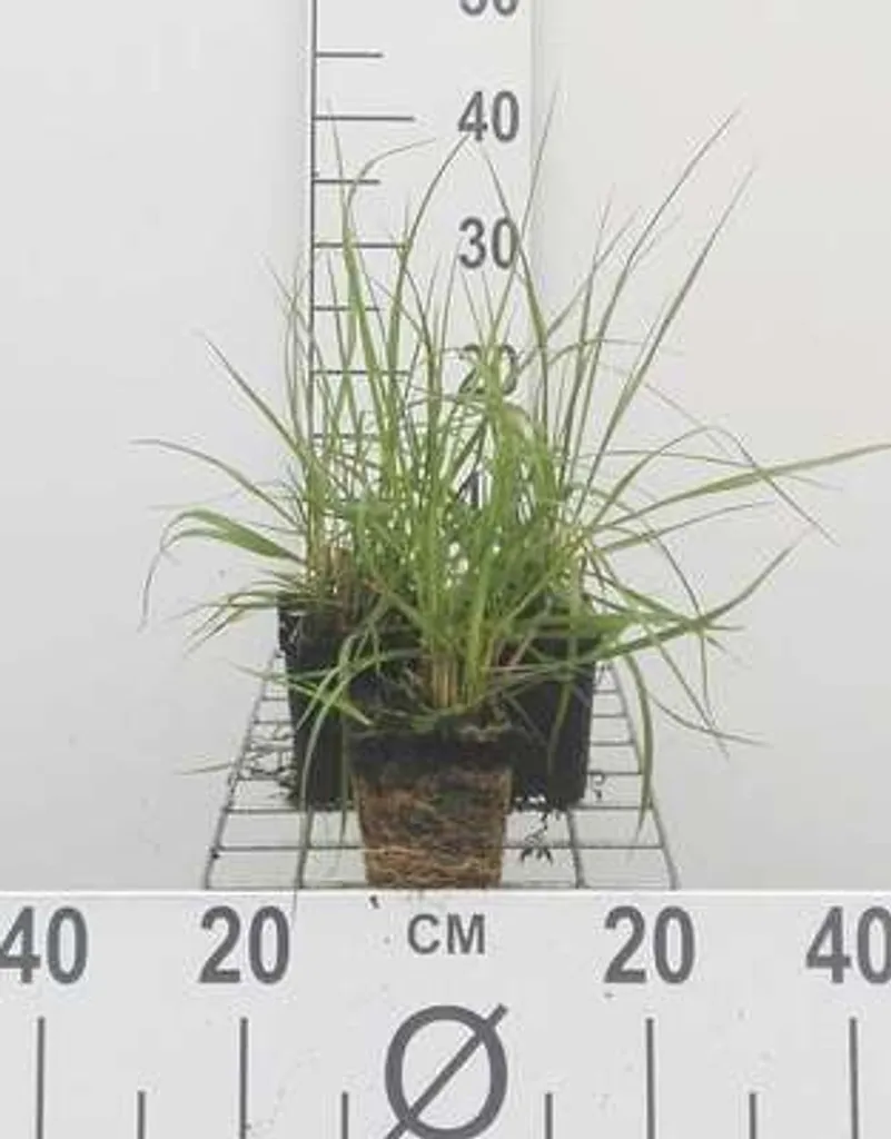 Pennisetum alopecuroides pour bordures et talus - Pack de 6 plants