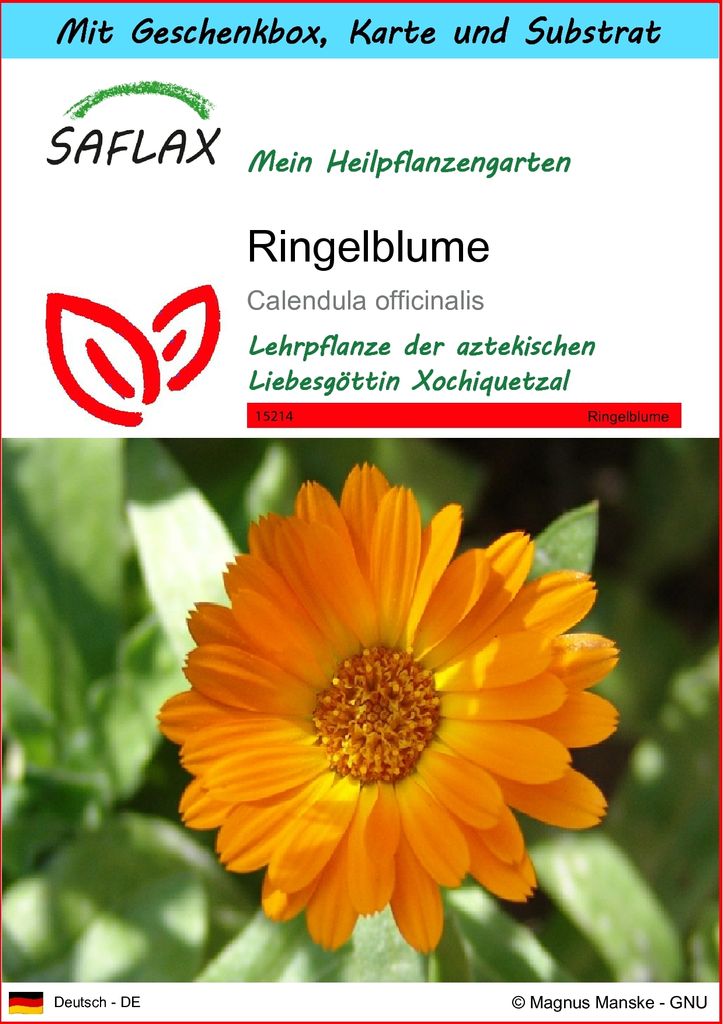 SAFLAX - Geschenk Set - Heilpflanzen - Ringelblume - 50 Samen - Mit Geschenk- / Versandbox, Versandaufkleber, Geschenkkarte und Anzuchtsubstrat - C...