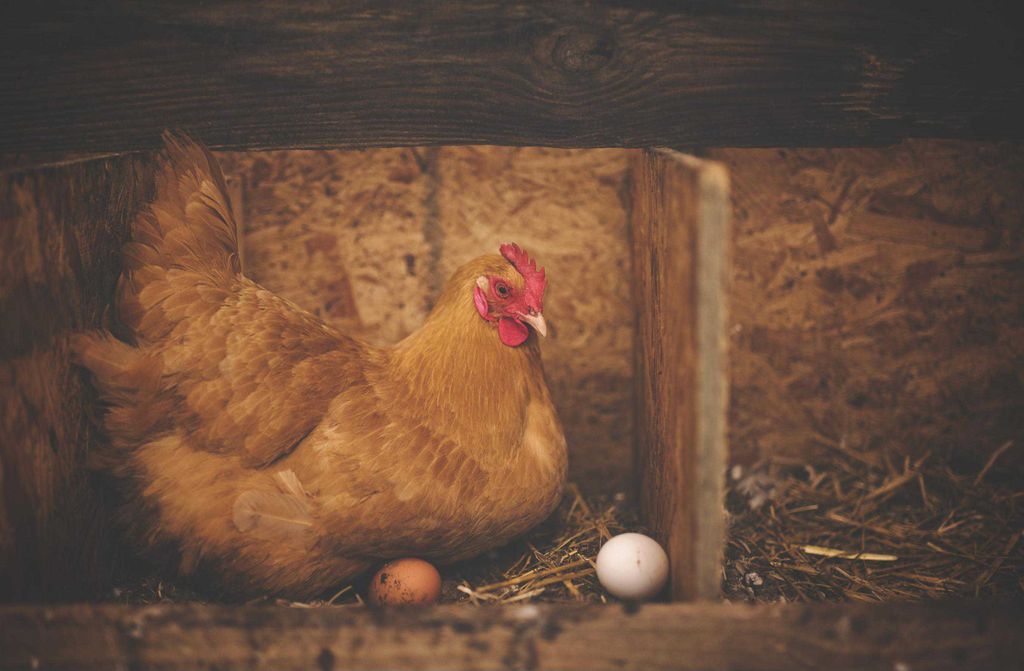 hansepuzzle 19024 - Henne mit Ei Puzzle, 500 Teile, Tierwelt, 46,0 x 30,0cm mit hochwertiger Aufbewahrung, Kartonbox und wiederverschließbarem Beutel