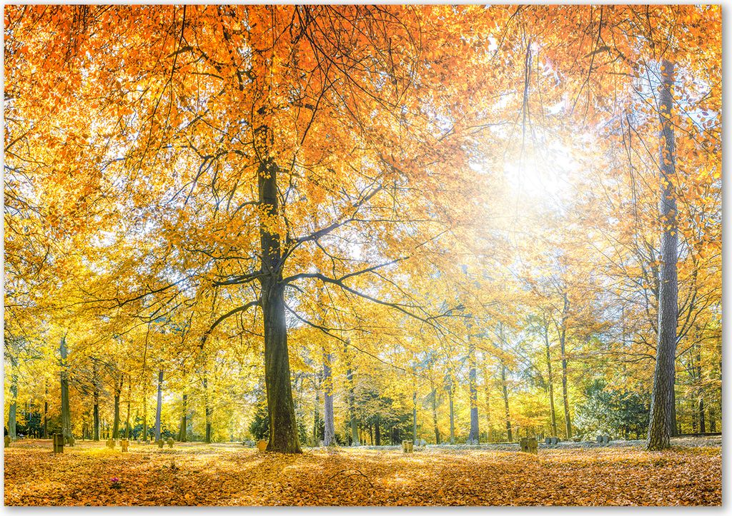 Tulup Glas-Bild - 100 x 70 - Wandbild aus Glas - Wandkunst - Wandbild hinter gehärtetem Sicherheitsglas - Landschaften - Herbstwald - Orange