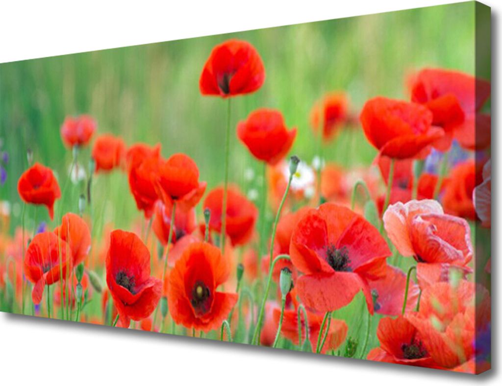 Tulup Leinwand-Bilder 100x50 Wandbild Canvas Kunstdruck Mohnblumen Pflanzen