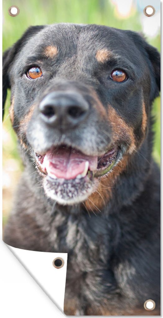 MuchoWow 40x80 cm Outdoor-Poster Gartendeko Sichtschutz Garten Poster für den Garten Porträt eines Rottweilers