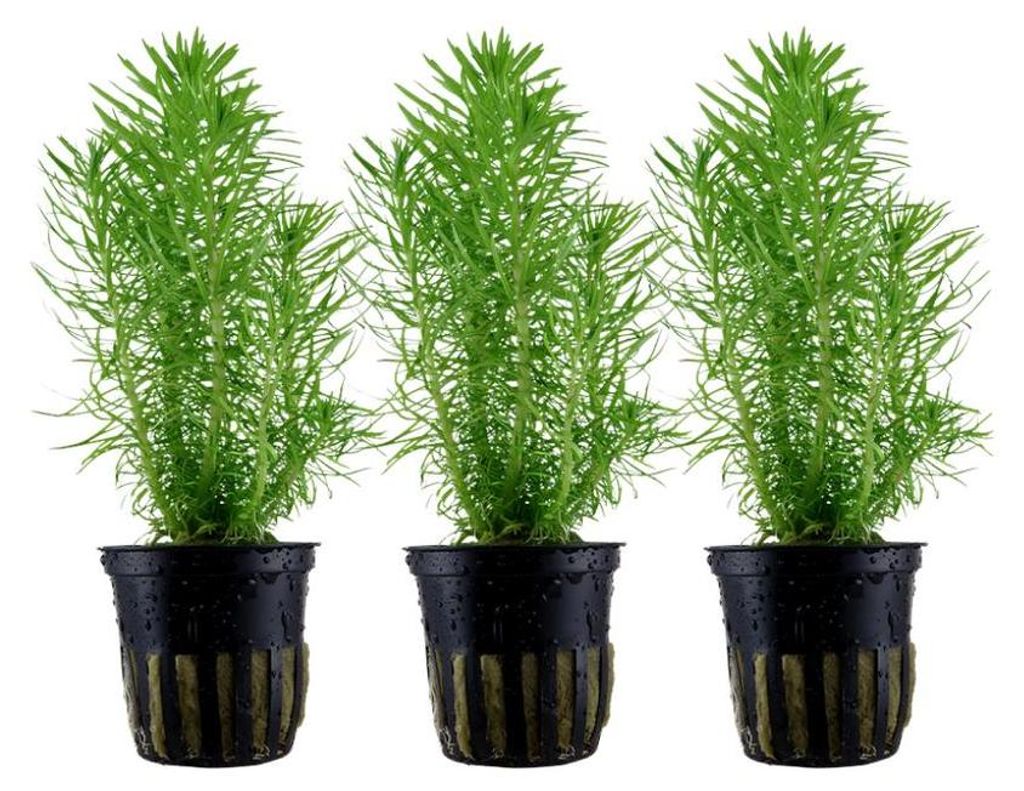 Aquarium Pflanze 3 Stück Pogostemon erectus Wasserpflanze Produktbild 