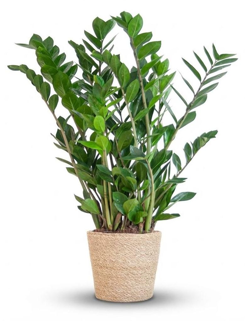 Zamioculcas Zamiifolia mit Sofia-Korb natur - 70-80cm - Ø21cm - Zimmerpflanze - Immergrün