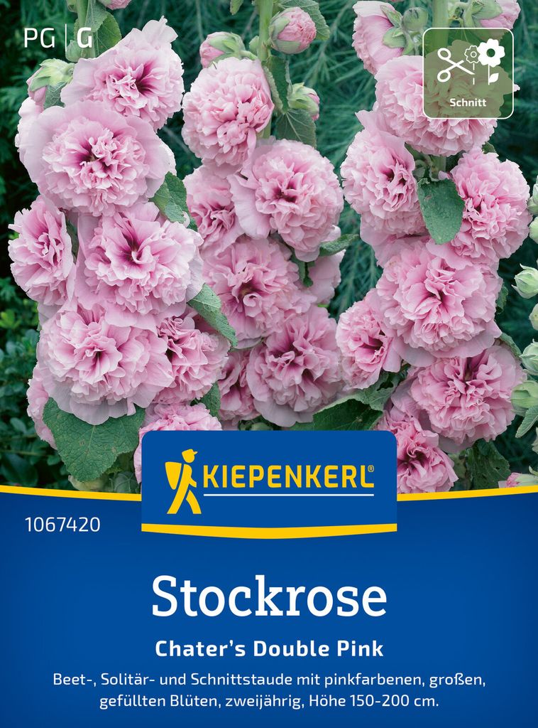 Stockrose Chater’s Double Pink | Stockrosensamen von Kiepenkerl
