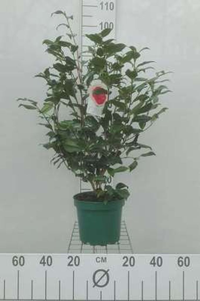 Camellia japonica in species-and var - Camellia japonica in Zdjęcie produktu 