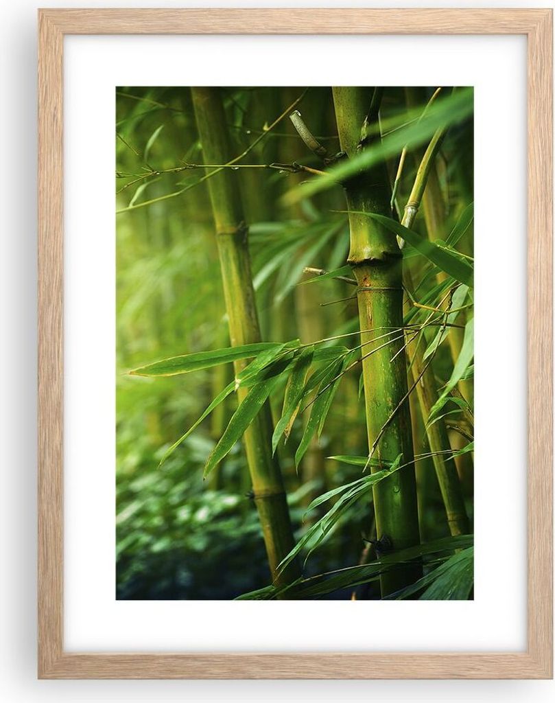 Gerahmtes Poster - Rahmen in heller Eiche - Bambus Pflanze - 30x40 cm - Wand Bild - Wanddeko - Wandbilder - Kunstposter - Wandposter - Bilderrahmen...