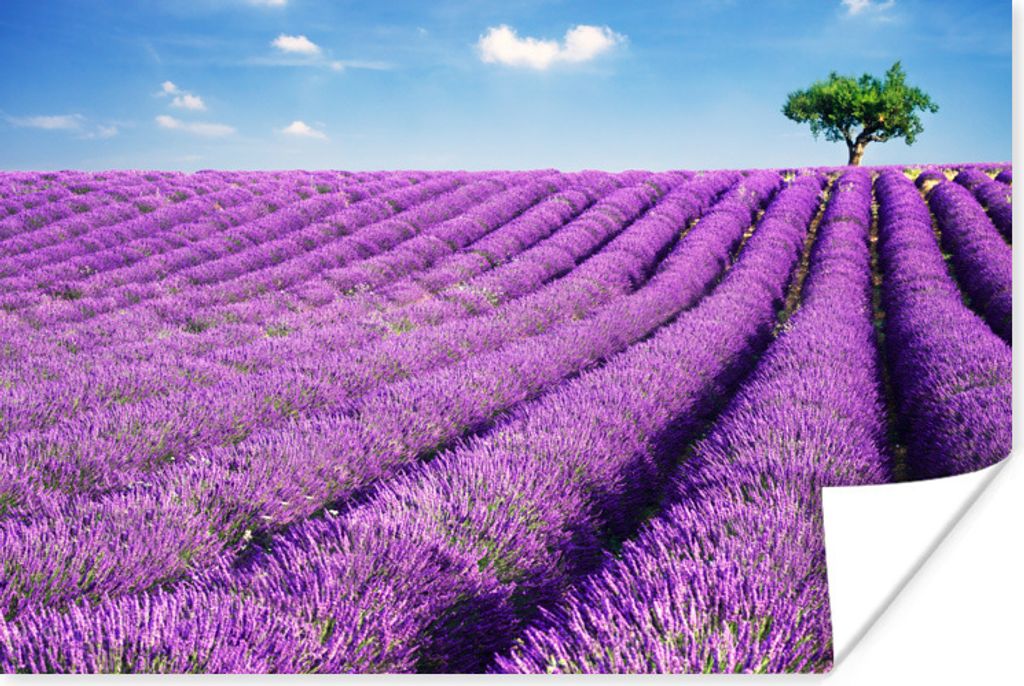MuchoWow® Poster Ein blühendes lila Lavendelfeld an einem Produktbild 