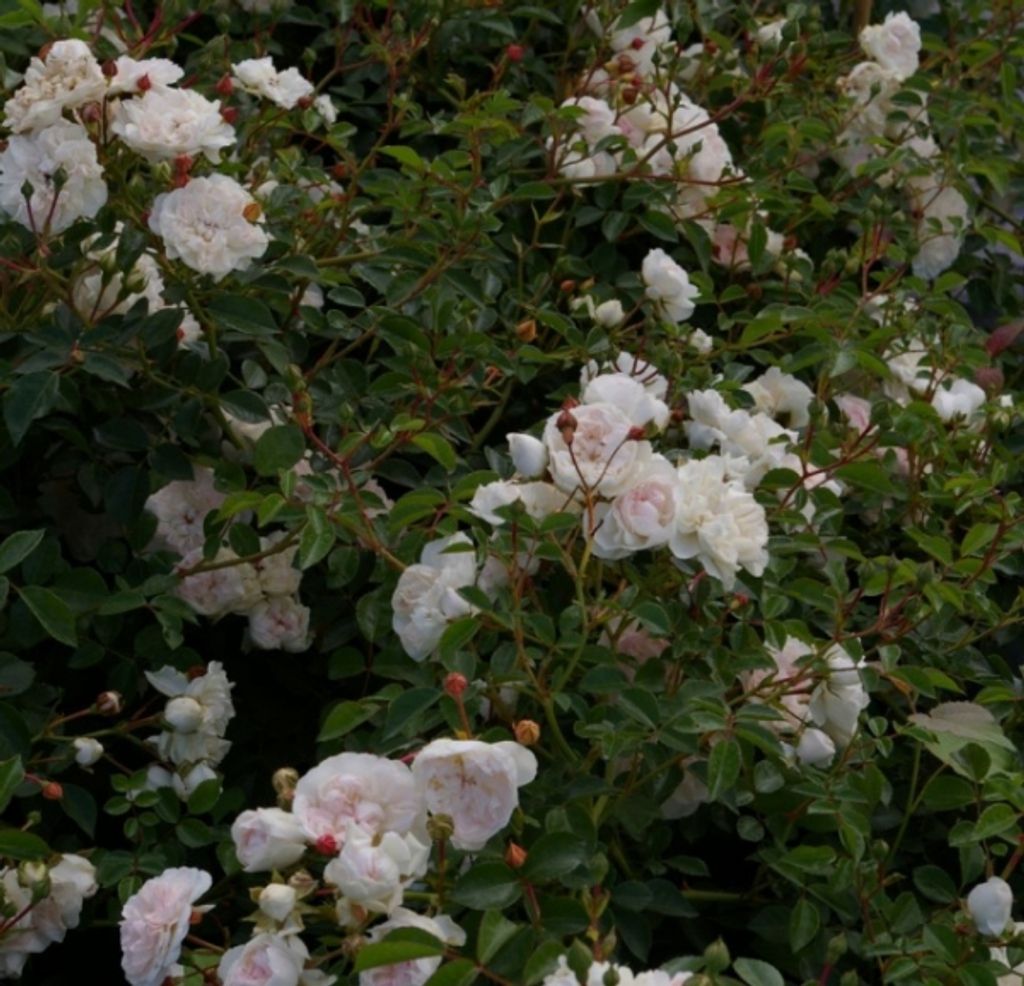 Bodendeckerrose Swany - Rosa Swany - weiß - Meilland-Rose -