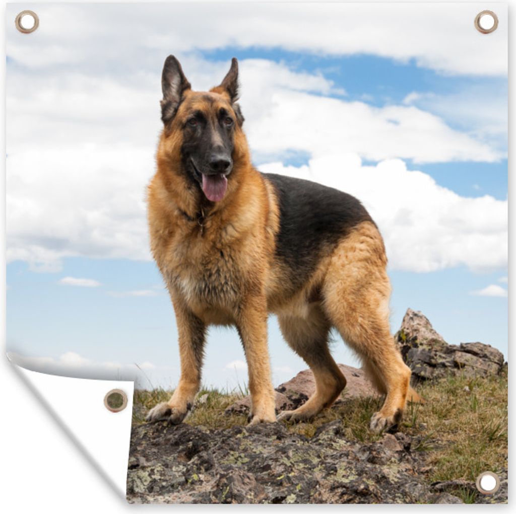 MuchoWow 100x100 cm Outdoor-Poster Gartendeko Sichtschutz Garten Poster für den Garten Deutscher Schäferhund auf einem Berg