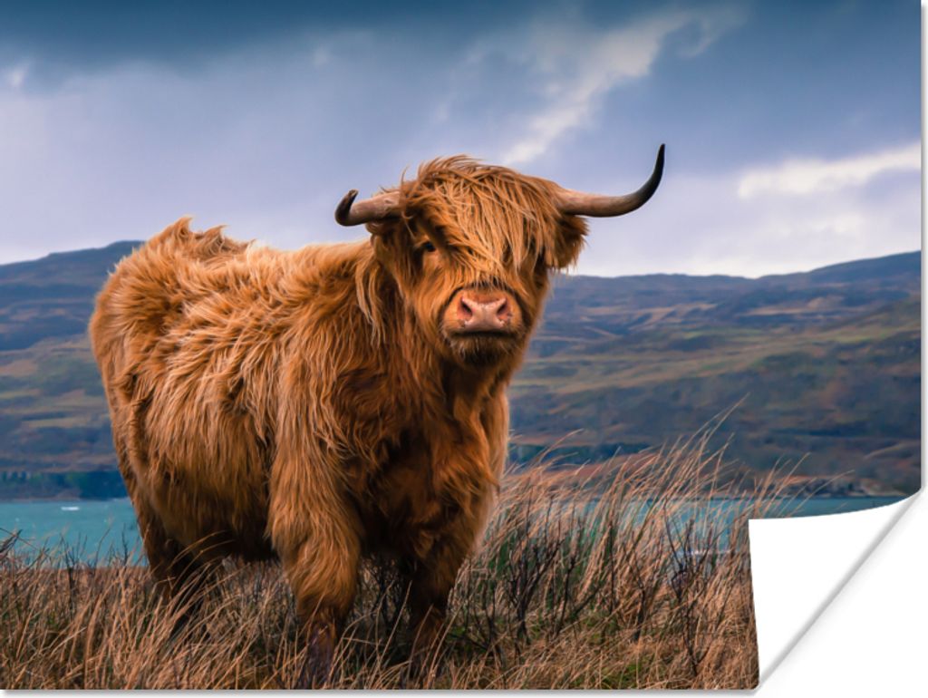 MuchoWow Poster Schottischer Highlander - Berg - Wasser - Natur - Kuh 40x30 cm - Plakate für die Wände - Poster Wohnzimmer