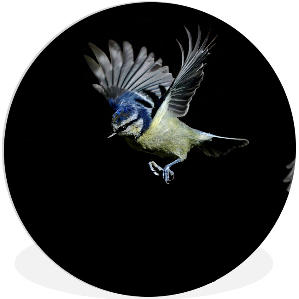 MuchoWow Rundes Wandbild - Runde Bilder Vögel - Federn - Schwarz Ø 30 cm Kreis Wanddekoration Kunststoff - Wandkreis - Wandschmuck - Schlafzimm...