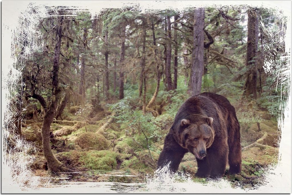 Kunstdrucke Wandbilder Holz in : Brillante Farben, Größe 60 x 90 cm Motiv Gefährlicher Grizzlybär im Wald
