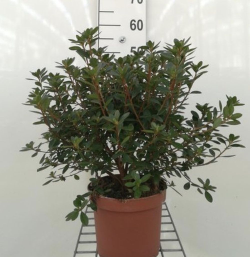 Azalea japonica - Japanische Azalee 30-40 cm