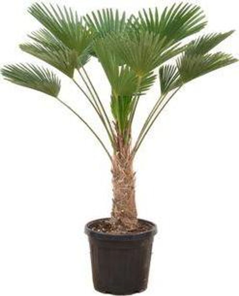 Hanfpalme – Trachycarpus wagnerianus – ca. 130cm – Winterharte Fächerpalme mit kompaktem Wuchs – Für Garten, Terrasse & Innenbereich – ...