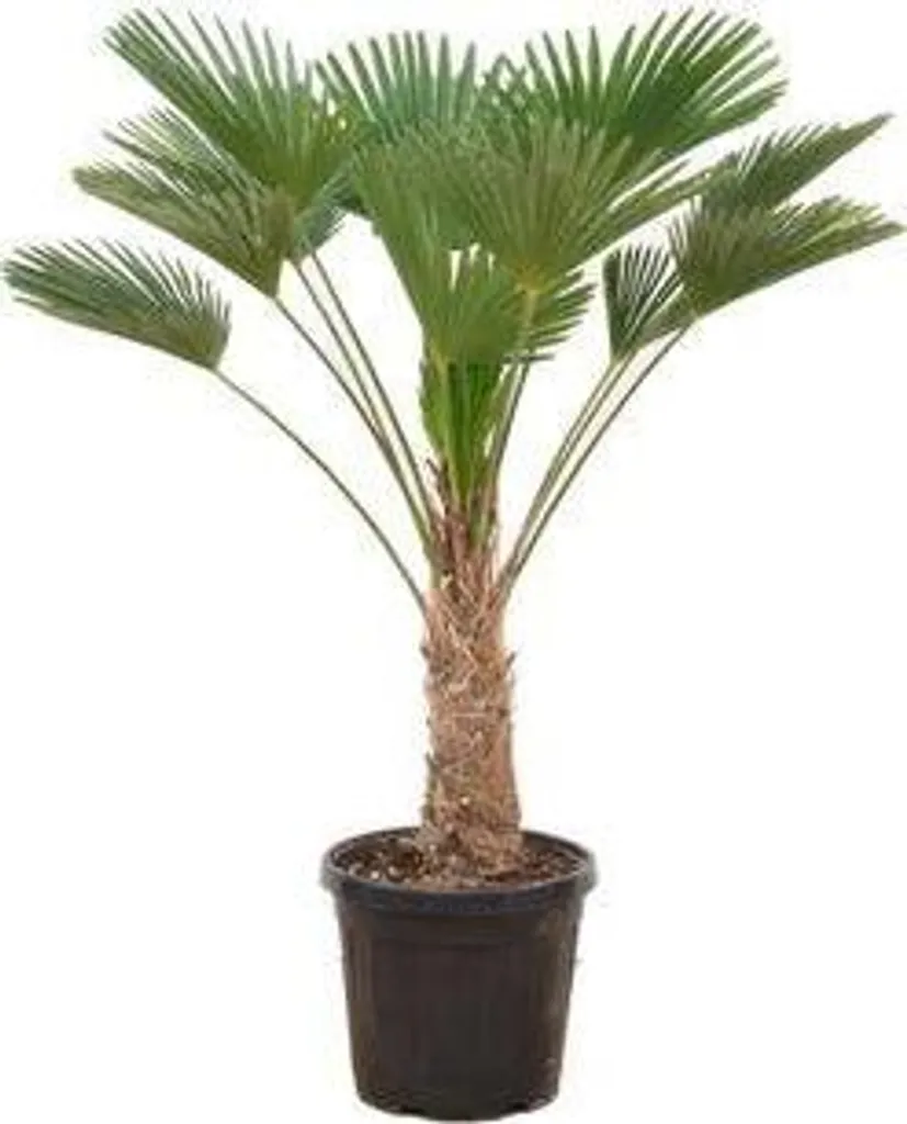Trachycarpus wagnerianus 130cm : palmier idéal pour jardin et balcon