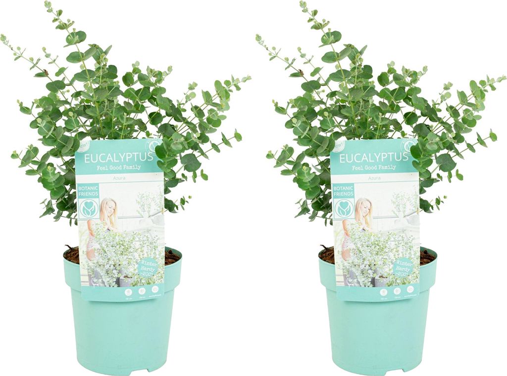 2er Set - Eukalyptus Gunii Azura - Eukalyptus Pflanze - Winterharte Balkonpflanzen - Gartenpflanzen Winterhart - Höhe 25-45 cm - Topf 15 cm