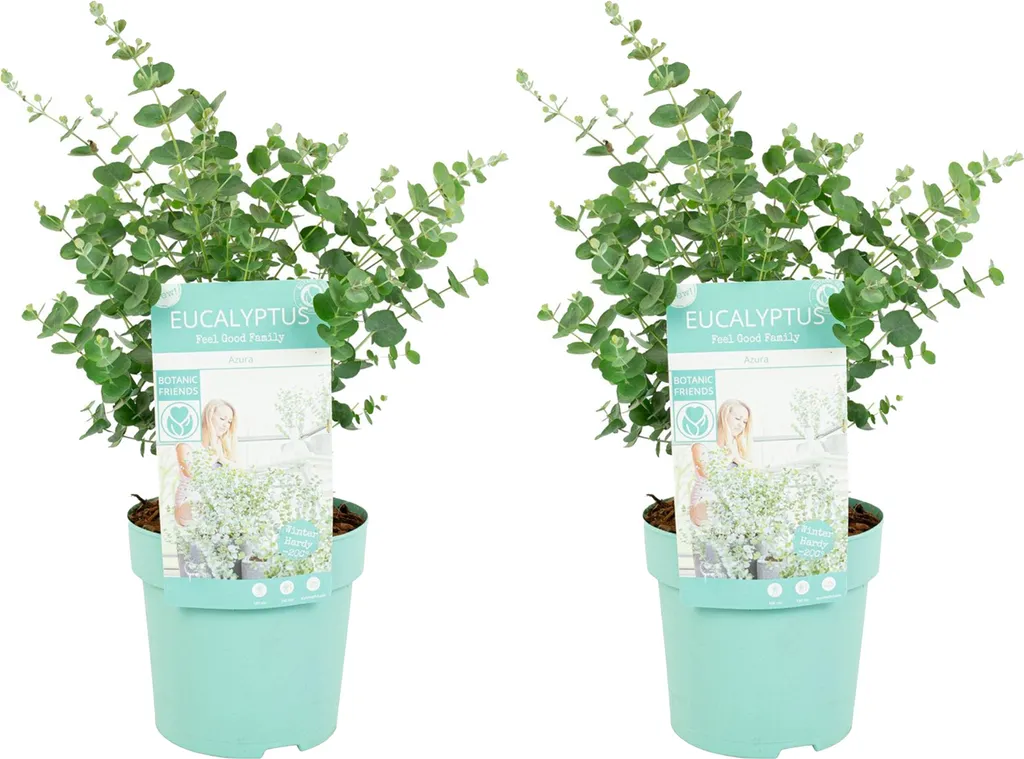 Eucalyptus Gunnii Azura Résistant au Froid Lot de 2 Plantes Jardin Facile