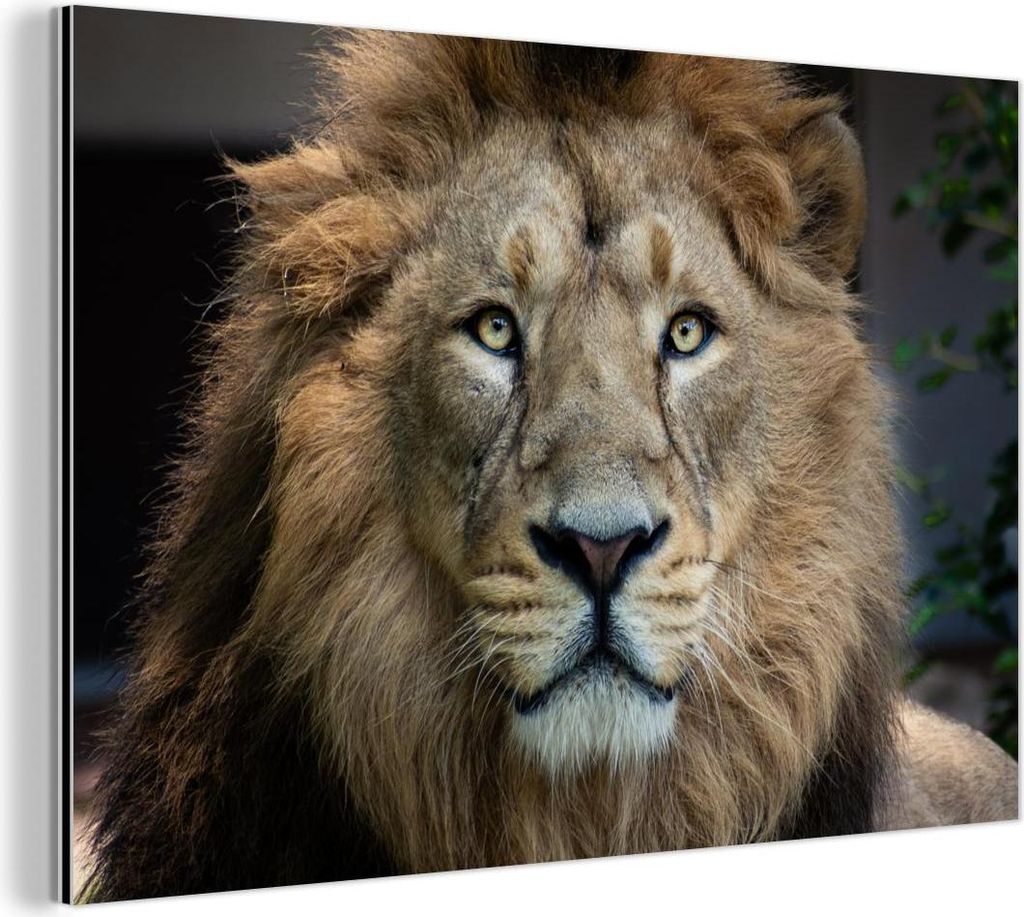 MuchoWow Wanddekoration Metall Metallbild Wandkunst 60x40 cm Löwen - Farbe - Porträt MuchoWow Aluminium Gemälde - Gemälder